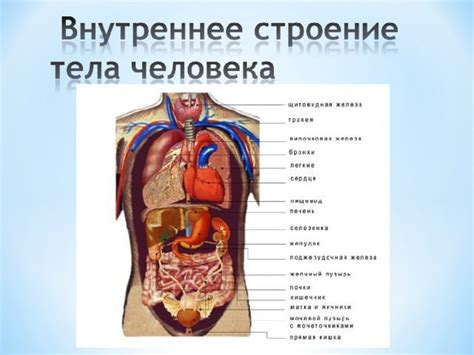 Устройство человеческого организма