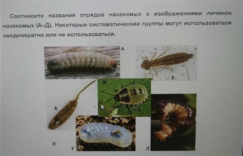 Утечки и щели облегчают проникновение насекомых в квартиры