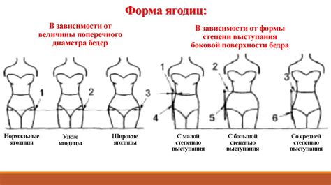 Уточните форму и пропорции тела цицы