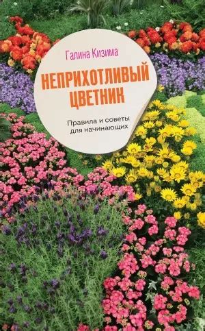 Ухаживание за вербеной: советы для садоводов