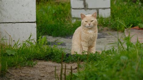 Уход за большим количеством кошек