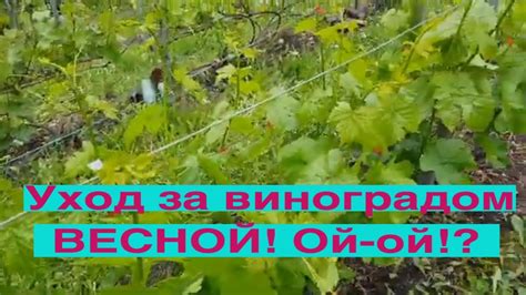 Уход за виноградными лозами весной