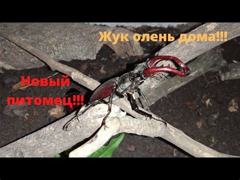 Уход за жуком оленем