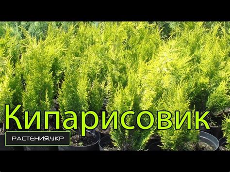 Уход за кипарисовиком: важные моменты