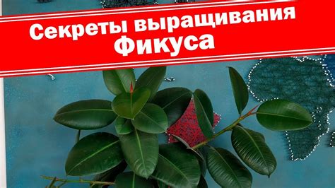 Уход за листьями фикуса каучуконосного