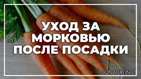 Уход за морковью после посадки