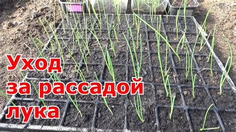 Уход за рассадой лука Эксибишен в период роста