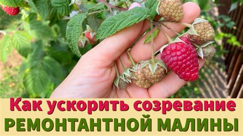 Уход за ремонтантной малиной в сентябре