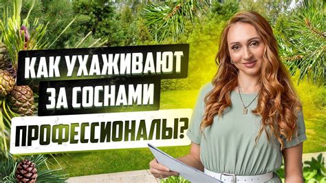 Уход за соснами