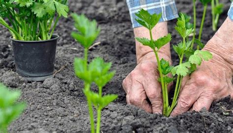 Уход за укорененными стеблями