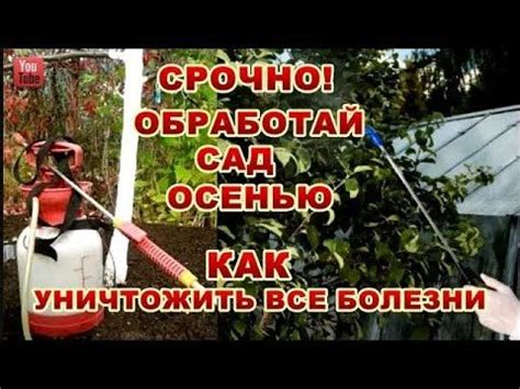 Уход за участком после уничтожения клещей