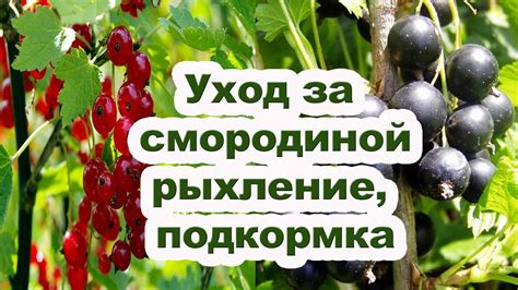 Уход за хворостом после приготовления