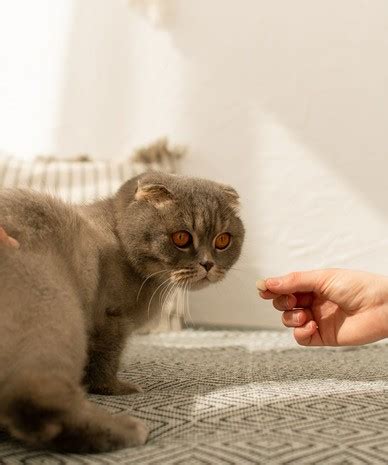 Уход и поддержание здоровья кошки