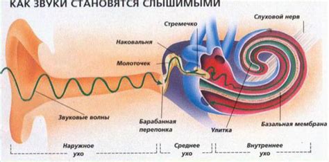 Ухо человека: строение и функции восприятия звуков