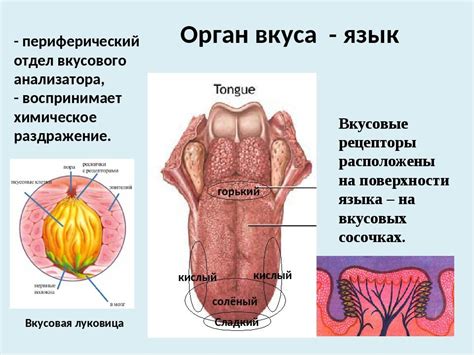 Ухудшение восприятия вкуса пищи