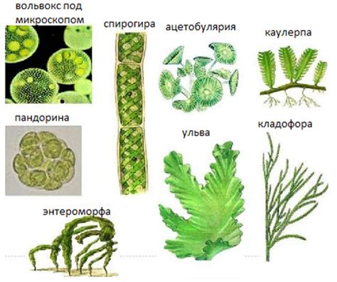 Ухудшение дыхания зеленых водорослей из-за мутности