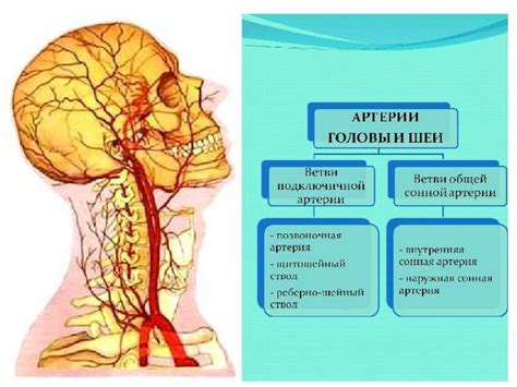 Ухудшение кровоснабжения головы и мозга