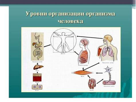 Ухудшение работы органов и систем