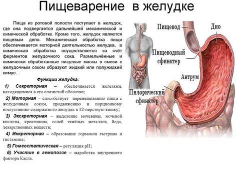 Ухудшение функции желудка