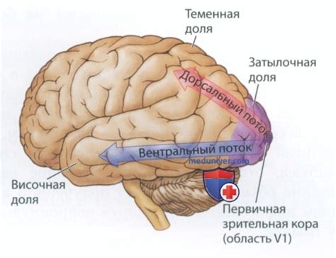 Ухудшение функционирования нервной системы