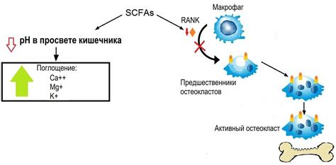 Участие в минерализации костей