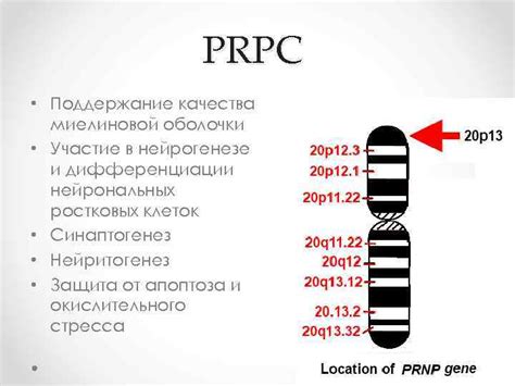 Участие в нейрогенезе: