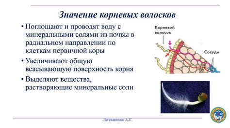 Участие в транспорте веществ