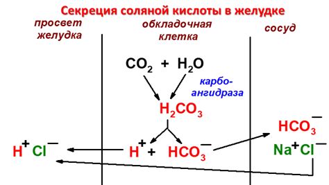 Участие и роль соляной кислоты в реакции