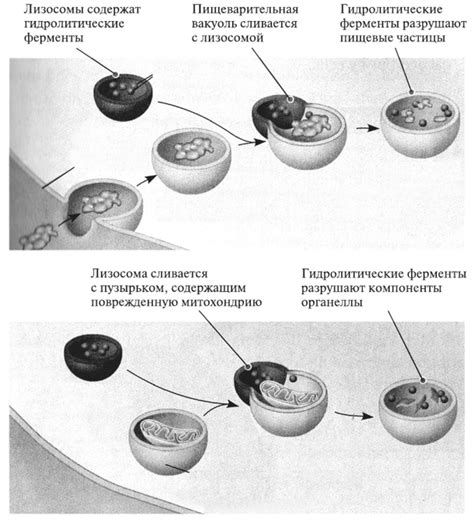 Участие лизосом в переработке пищи