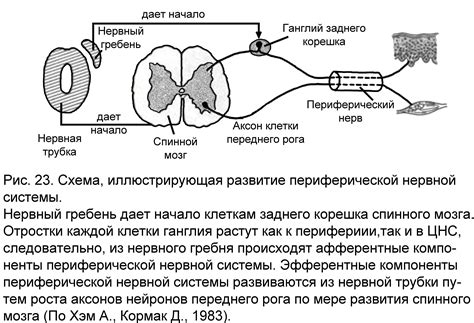 Участие нервной системы в образовании усиков