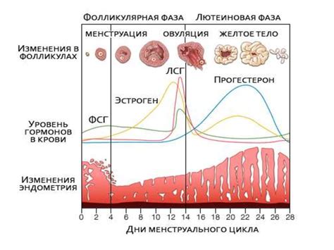 Учет менструального цикла