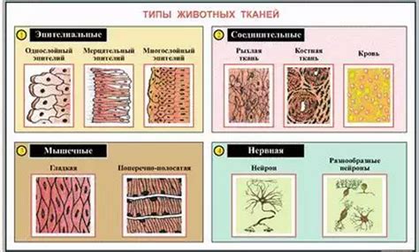 Учет строения и характеристик создаваемого животного