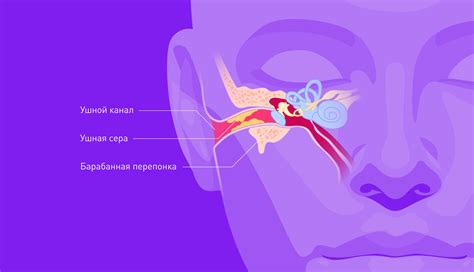 Ушная сера как источник питательных веществ