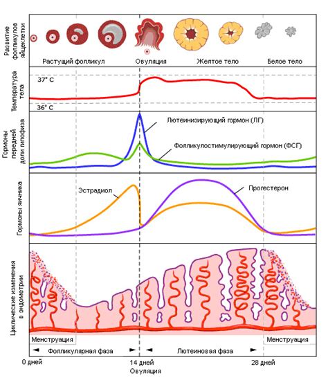 Фазы менструального цикла и овуляция
