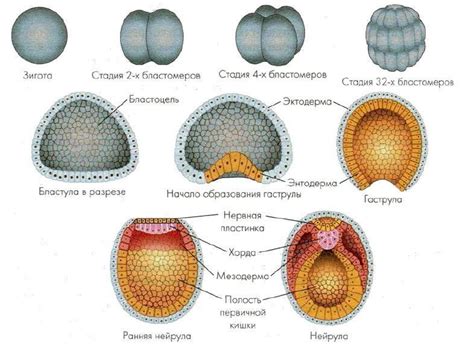 Фазы развития эмбриона