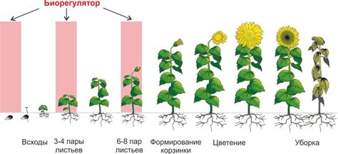 Фазы роста капусты