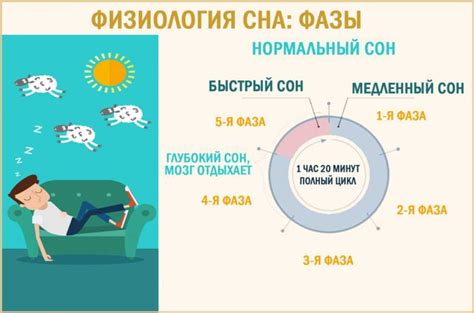 Фазы сна и их основные этапы