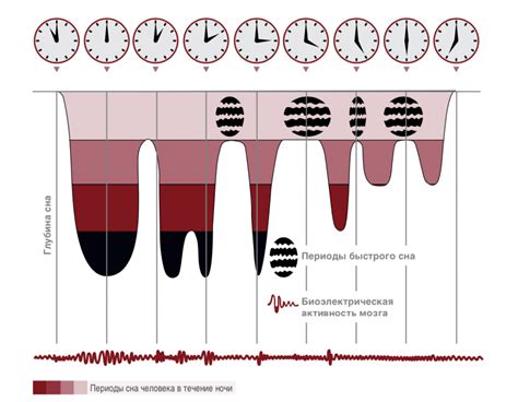 Фазы сна и роль сновидений