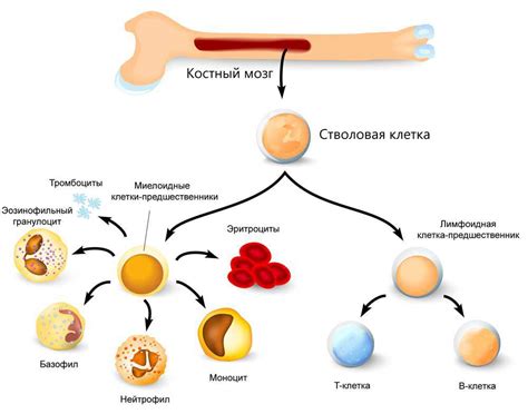 Факторы, влияющие на замещение красного костного мозга