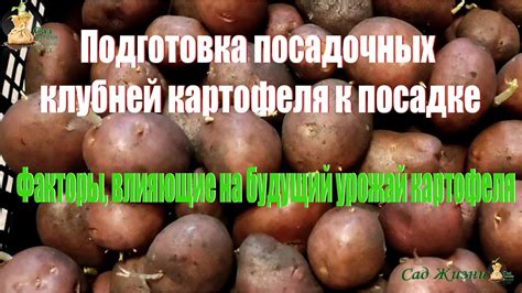 Факторы, влияющие на окисление картофеля