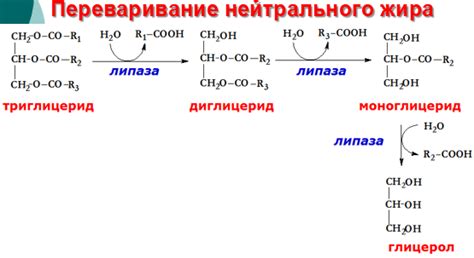 Факторы, влияющие на переваривание клетчатки