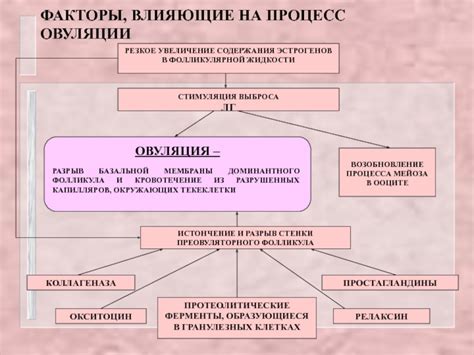 Факторы, влияющие на процесс овуляции