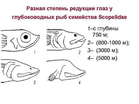 Факторы, влияющие на эволюцию глаз у глубоководных рыб