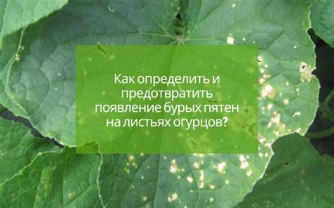 Факторы, вызывающие появление коричневых пятен на листьях