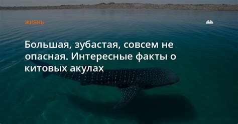 Факты о Байкал акулах: открывающие новые горизонты