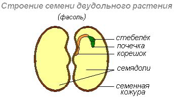 Фасоль - представитель двудольных растений