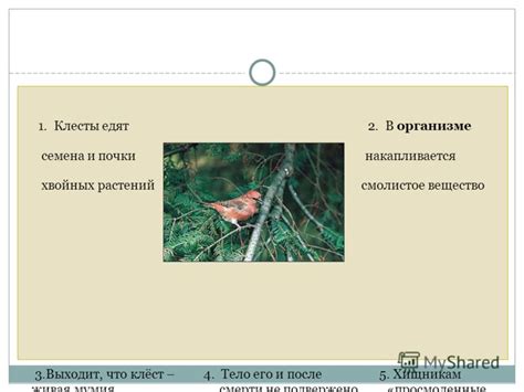 Февраль - период активности клестов в размножении