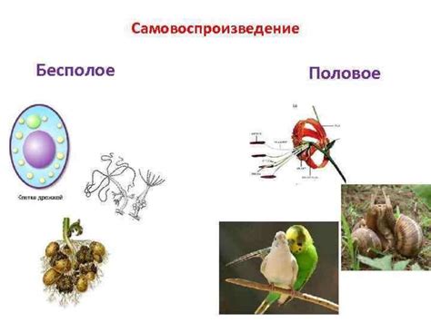 Феномен меланизации при копчении