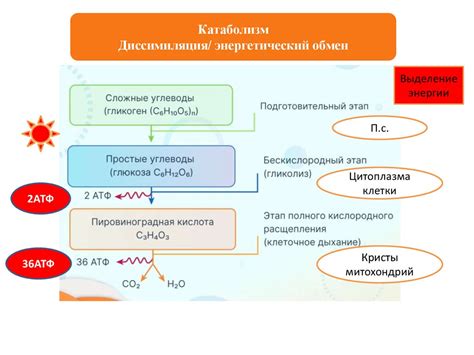 Ферментативный метаболизм этилового спирта