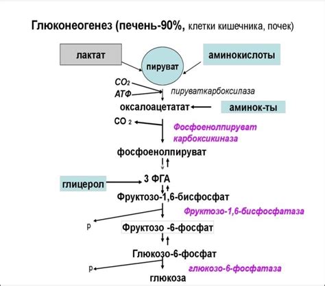 Ферменты и инсулин: ключевые факторы послеедового снижения сахара